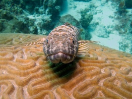 Sand Diver IMG 5883